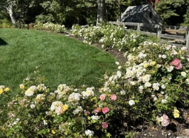 Rose garden bed installation along lawn in Cape Cod residential property