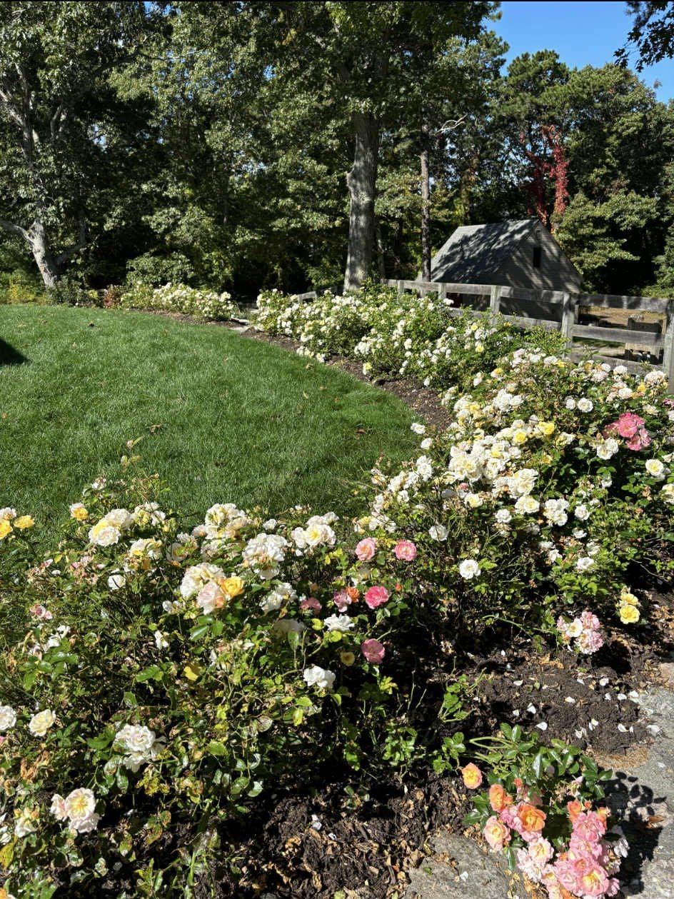 service single images