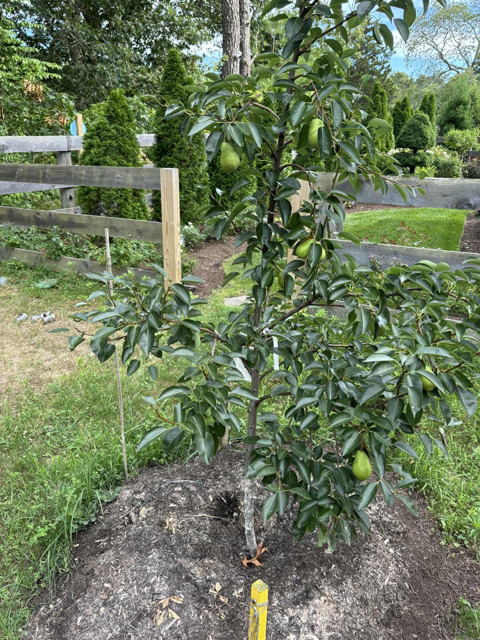 service single images