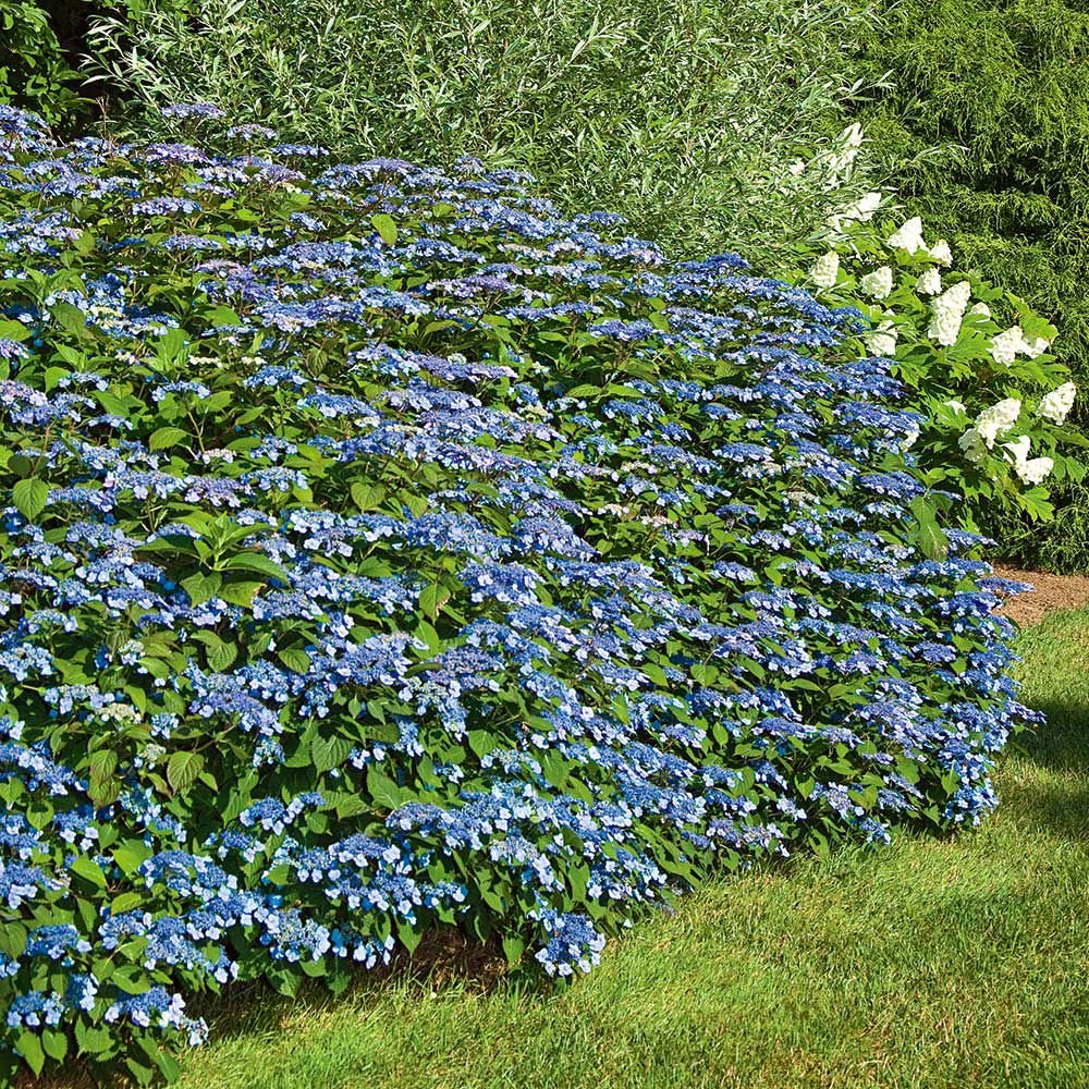 Sofkin Landscape and Irrigation | Cape Cod Hydrangea Handbook: Varieties, Planting & Coastal Care Sofkin Landscape and Irrigation | Cape Cod Hydrangea Handbook: Varieties, Planting & Coastal Care