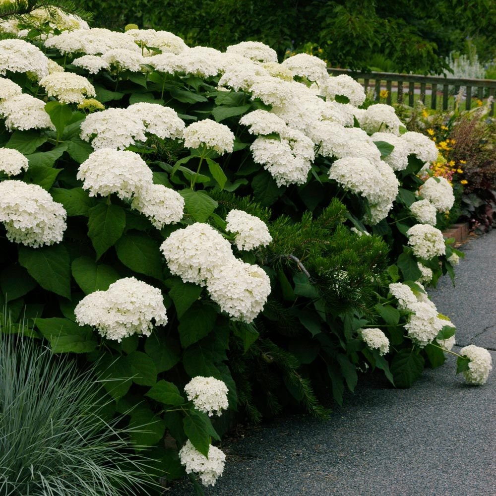 Sofkin Landscape and Irrigation | Cape Cod Hydrangea Handbook: Varieties, Planting & Coastal Care Sofkin Landscape and Irrigation | Cape Cod Hydrangea Handbook: Varieties, Planting & Coastal Care