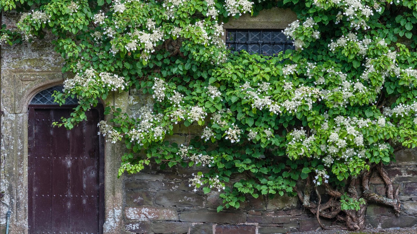 Sofkin Landscape and Irrigation | Cape Cod Hydrangea Handbook: Varieties, Planting & Coastal Care Sofkin Landscape and Irrigation | Cape Cod Hydrangea Handbook: Varieties, Planting & Coastal Care