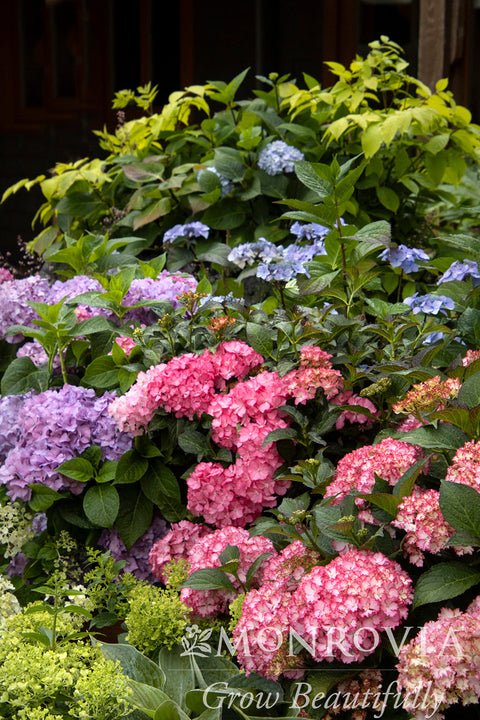 Sofkin Landscape and Irrigation | Cape Cod Hydrangea Handbook: Varieties, Planting & Coastal Care Sofkin Landscape and Irrigation | Cape Cod Hydrangea Handbook: Varieties, Planting & Coastal Care