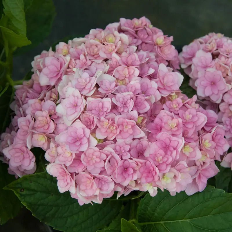 Sofkin Landscape and Irrigation | Cape Cod Hydrangea Handbook: Varieties, Planting & Coastal Care Sofkin Landscape and Irrigation | Cape Cod Hydrangea Handbook: Varieties, Planting & Coastal Care