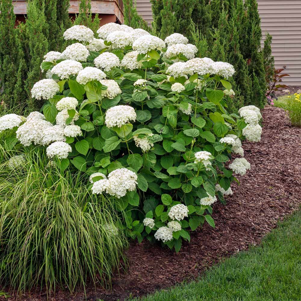 Sofkin Landscape and Irrigation | Cape Cod Hydrangea Handbook: Varieties, Planting & Coastal Care Sofkin Landscape and Irrigation | Cape Cod Hydrangea Handbook: Varieties, Planting & Coastal Care