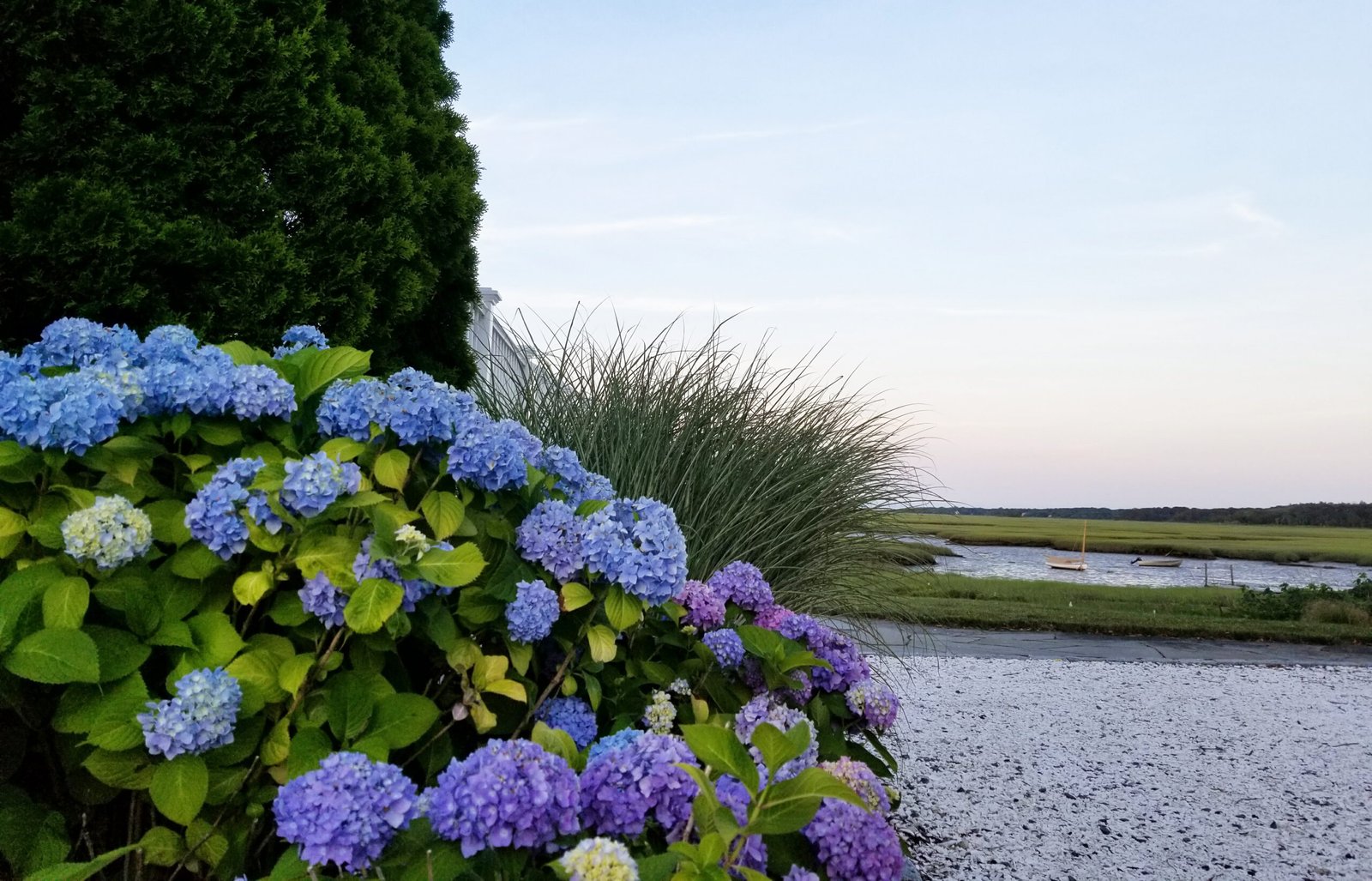 Sofkin Landscape and Irrigation | Cape Cod Hydrangea Handbook: Varieties, Planting & Coastal Care Sofkin Landscape and Irrigation | Cape Cod Hydrangea Handbook: Varieties, Planting & Coastal Care