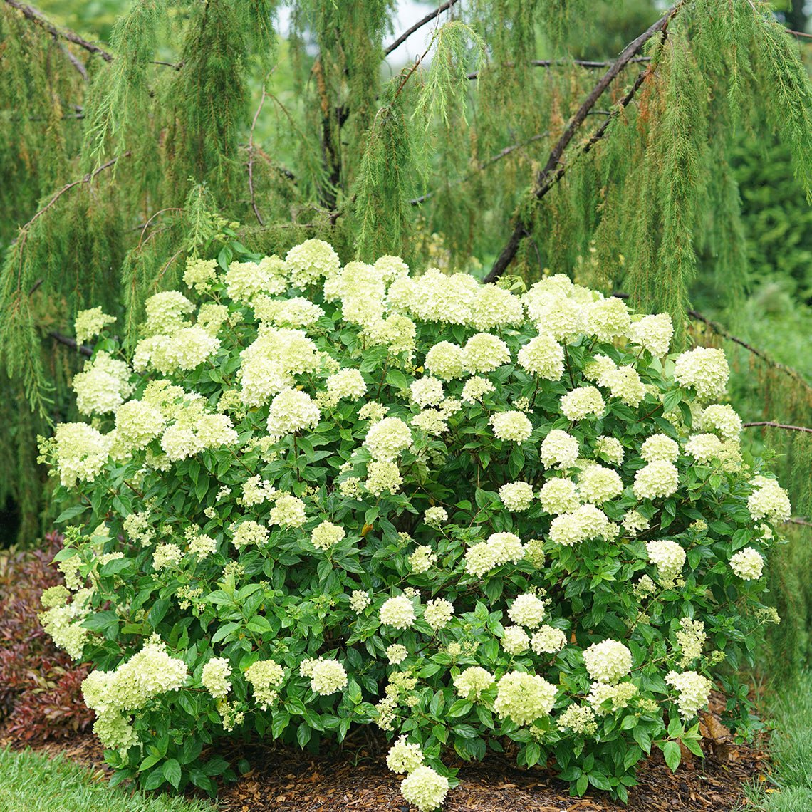 Sofkin Landscape and Irrigation | Cape Cod Hydrangea Handbook: Varieties, Planting & Coastal Care Sofkin Landscape and Irrigation | Cape Cod Hydrangea Handbook: Varieties, Planting & Coastal Care