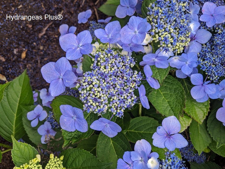 Sofkin Landscape and Irrigation | Cape Cod Hydrangea Handbook: Varieties, Planting & Coastal Care Sofkin Landscape and Irrigation | Cape Cod Hydrangea Handbook: Varieties, Planting & Coastal Care