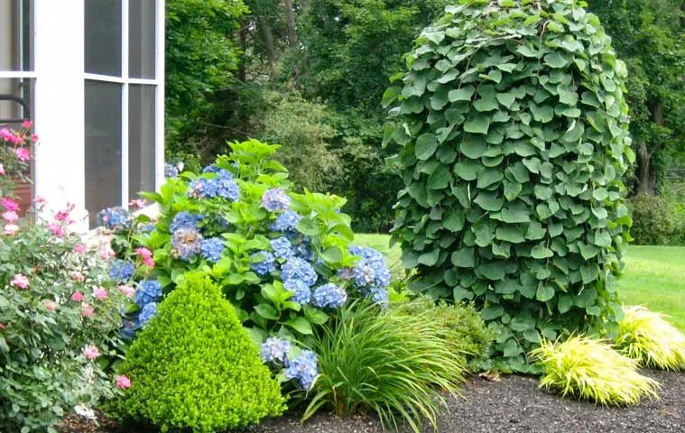 Sofkin Landscape and Irrigation | Cape Cod Hydrangea Handbook: Varieties, Planting & Coastal Care Sofkin Landscape and Irrigation | Cape Cod Hydrangea Handbook: Varieties, Planting & Coastal Care