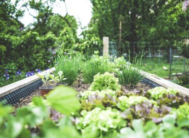 Curb appeal Cape Cod front yard landscape design with salt-tolerant plantings